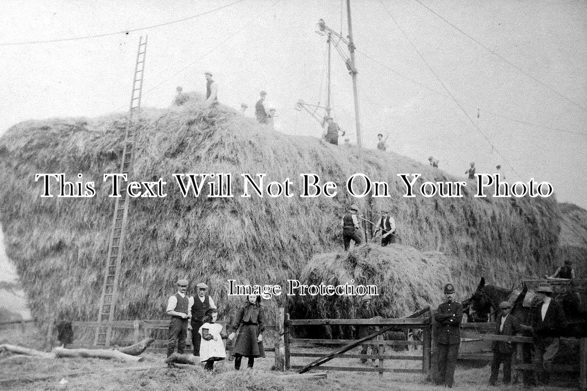 DU 502 - Haymaking, Lady Park, Gateshead, County Durham 1912