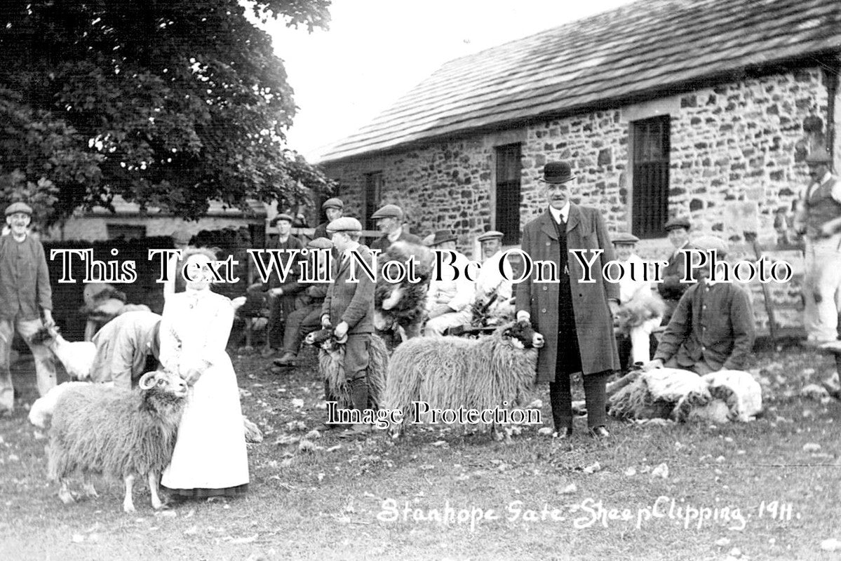 DU 902 - Sheep Shearing, Stanhope Gate, Weardale, County Durham c1911