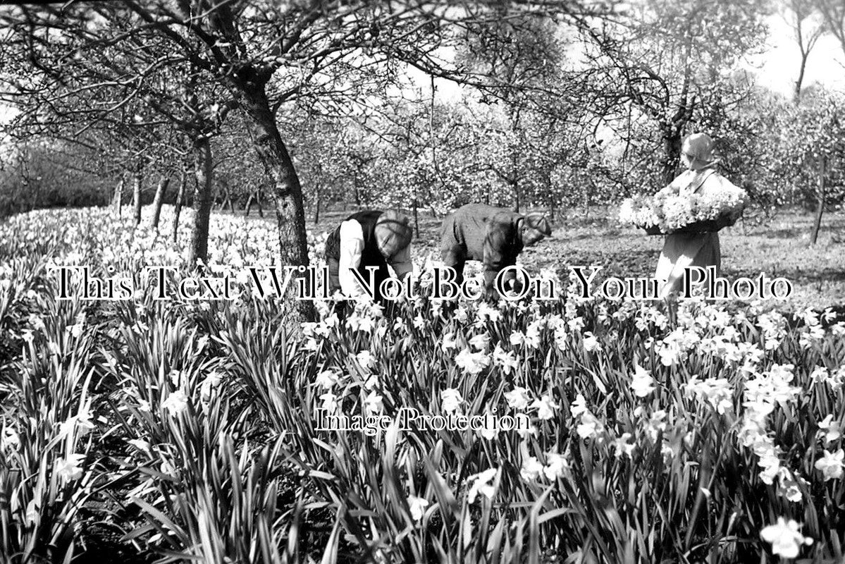 ES 2518 - The Daffodils At Padnal Hall, Essex