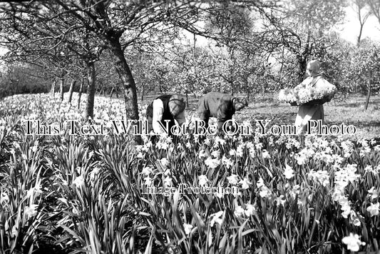 ES 2518 - The Daffodils At Padnal Hall, Essex