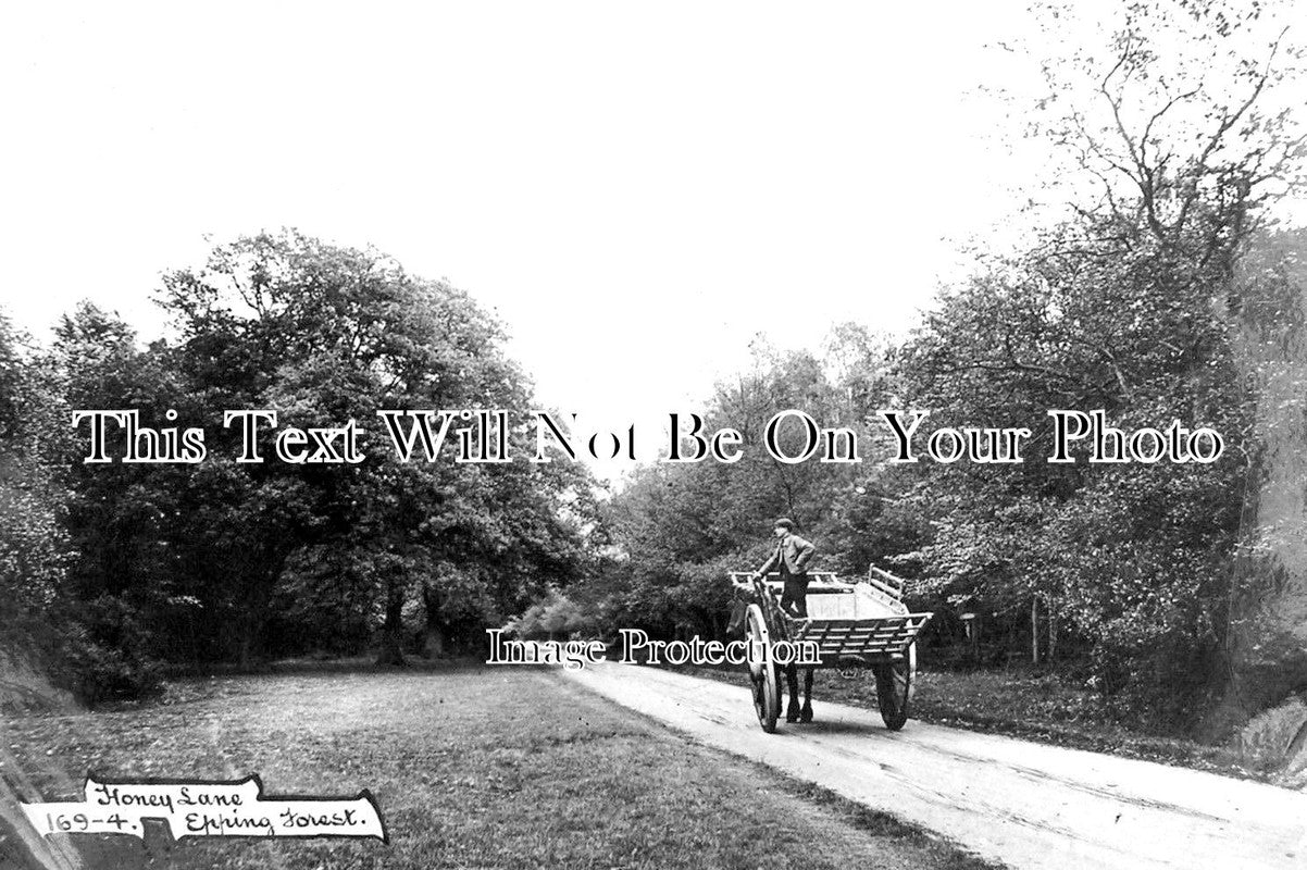 ES 2727 - Honey Lane, Epping Forest, Essex c1908