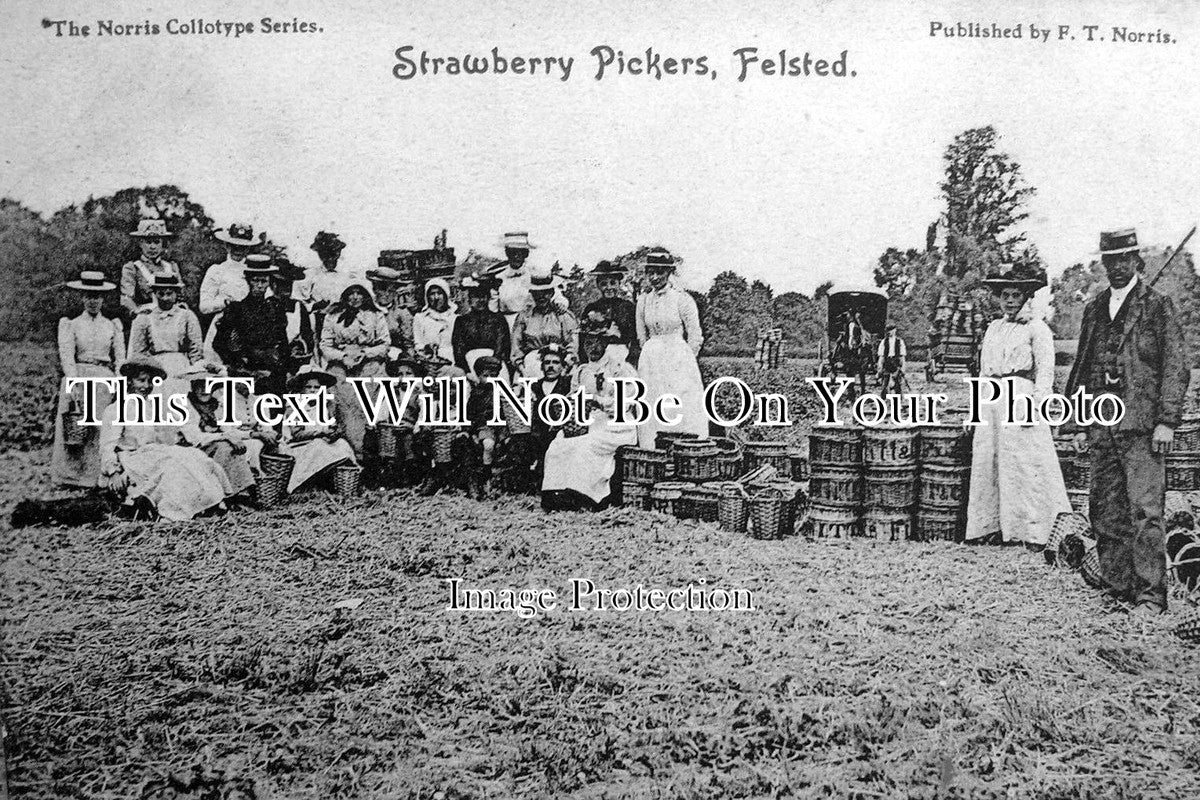 ES 35 - Strawberry Pickers At Felsted, Essex c1910