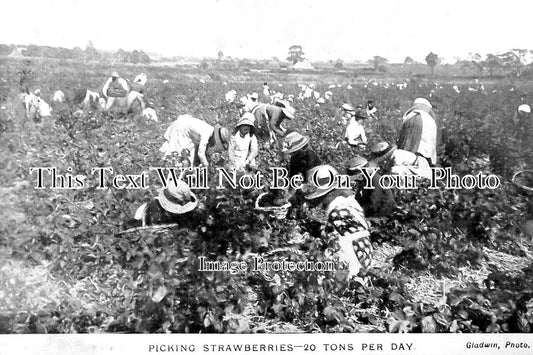 ES 4407 - Picking Strawberries, Tiptree, Essex c1911