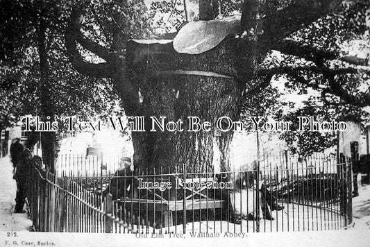 ES 682 - Old Elm Tree, Waltham Abbey, Essex c1905