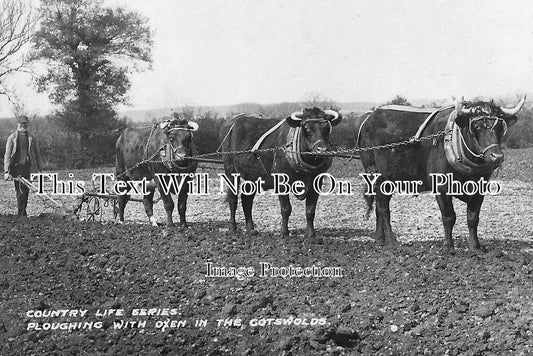 GL 17 - Ploughing With Oxen In The Cotswolds, Gloucestershire