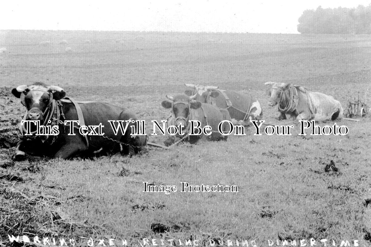 GL 2324 - Oxen Resting, Eastleach, Gloucestershire c1908