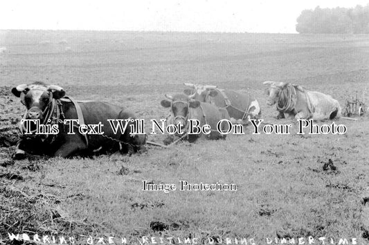 GL 2324 - Oxen Resting, Eastleach, Gloucestershire c1908