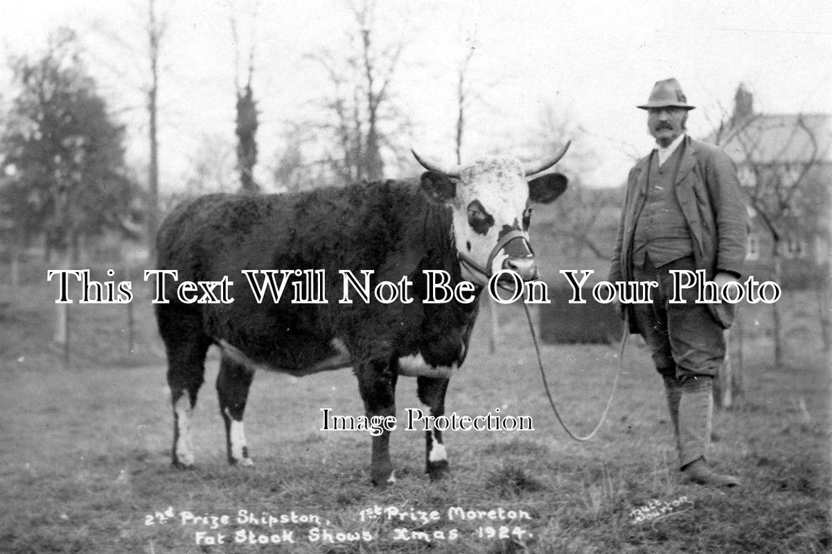 GL 683 - Champion Prize Bull, Moreton In Marsh, Shipston On Stour, Gloucestershire 1924