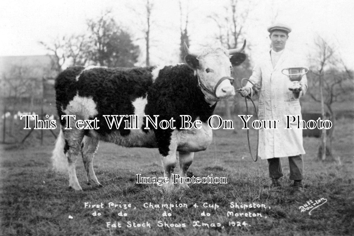 GL 684 - Champion Prize Bull, Moreton In Marsh, Shipston On Stour, Gloucestershire 1924