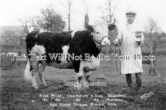 GL 684 - Champion Prize Bull, Moreton In Marsh, Shipston On Stour, Gloucestershire 1924