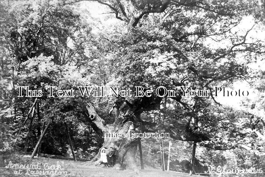 GL 921 - Ancient Oak Tree, Lassington, Gloucestershire c1906