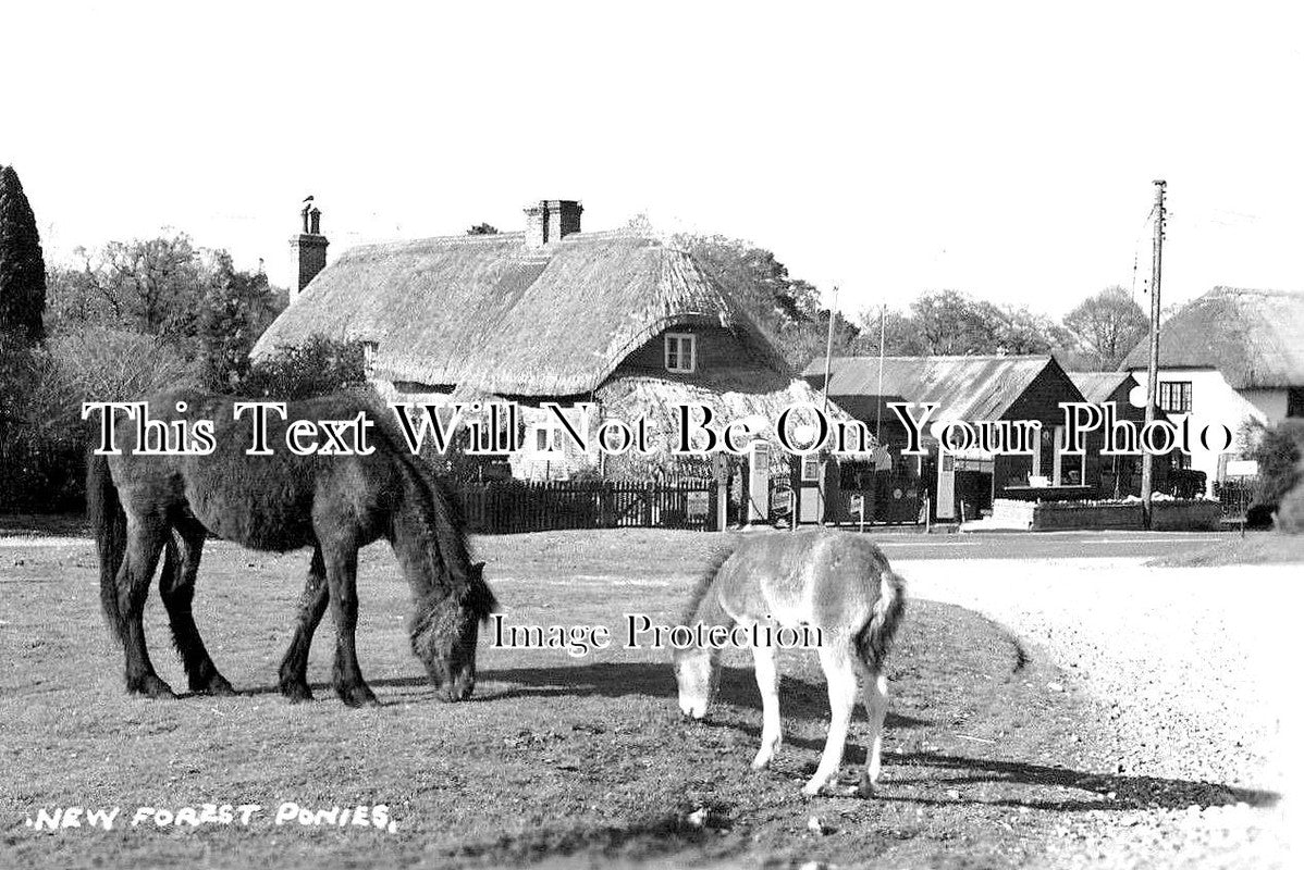 HA 1783 - New Forest Ponies In Hampshire