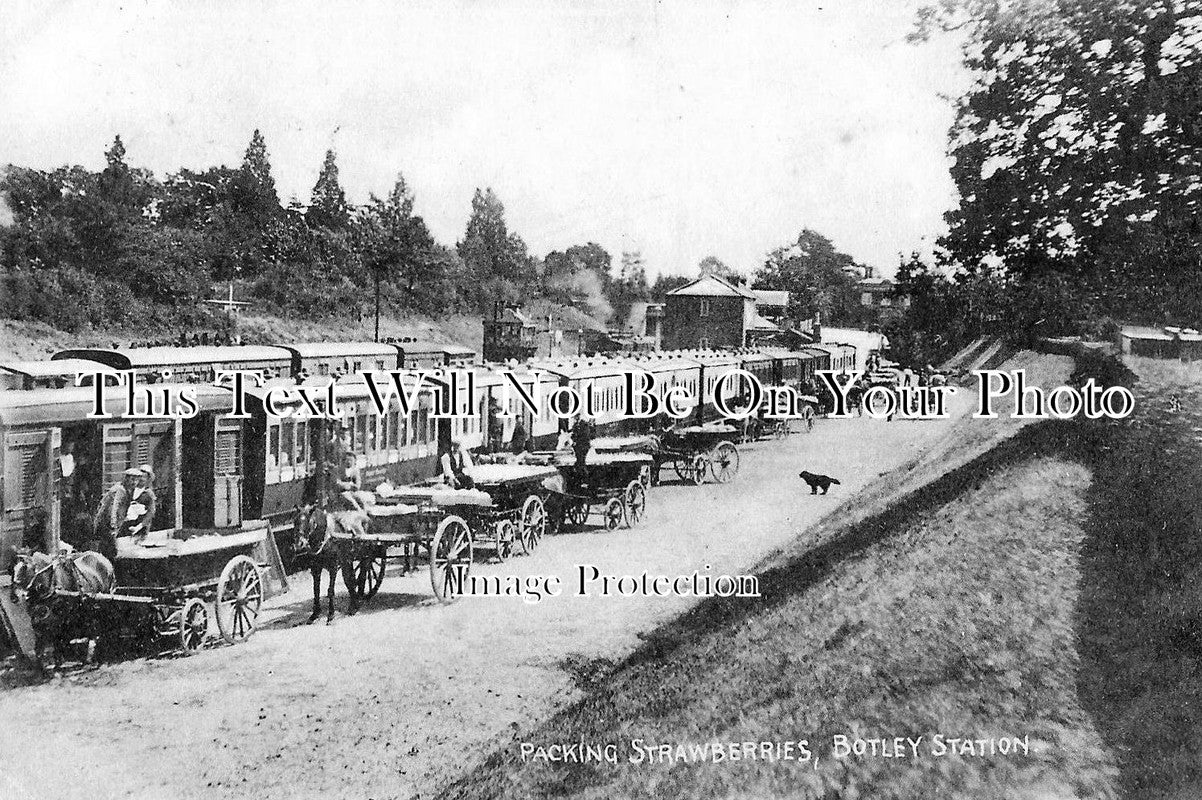 HA 207 - Packing Strawberries At Botley Railway Station, Hampshire c1906