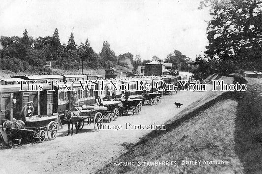 HA 207 - Packing Strawberries At Botley Railway Station, Hampshire c1906