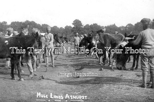 HA 4877 - Mule Lines, Ashurst Military Camp, Hampshire c1915 WW1