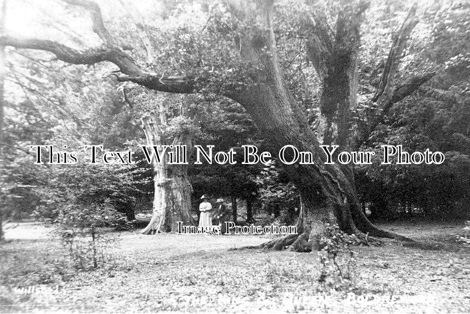HA 5326 - The King & Queen Trees, Boldrewood, Hampshire