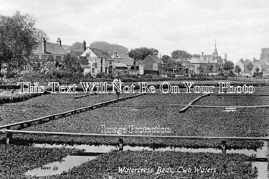 HF 2246 - Watercress Beds, Two Water, Boxmoor, Hertfordshire