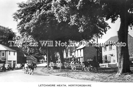 HF 981 - Letchmore Heath, Hertfordshire c1949