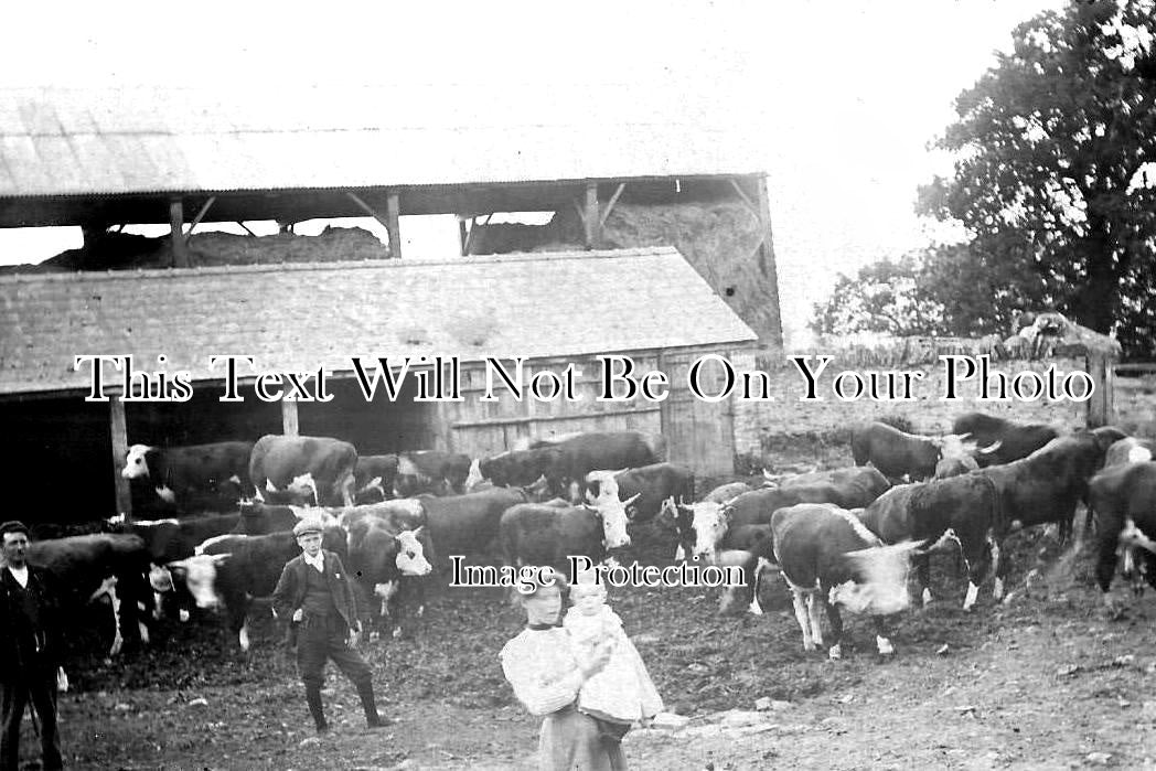 HR 346 - Hereford Cattle At A Farm Near Pontrilas, Herefordshire c1908