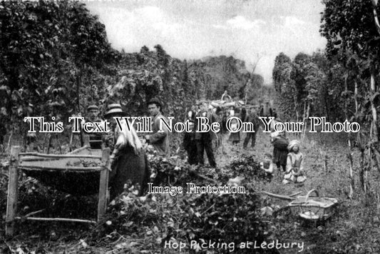 HR 56 - Hop Picking At Ledbury, Herefordshire