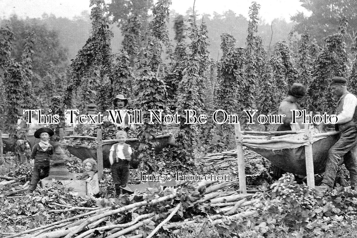 HR 651 - Hereford Hop Pickers, Herefordshire c1904
