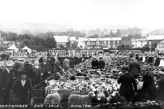 HR 708 - September Ewe Sheep Sale, Kington, Herefordshire