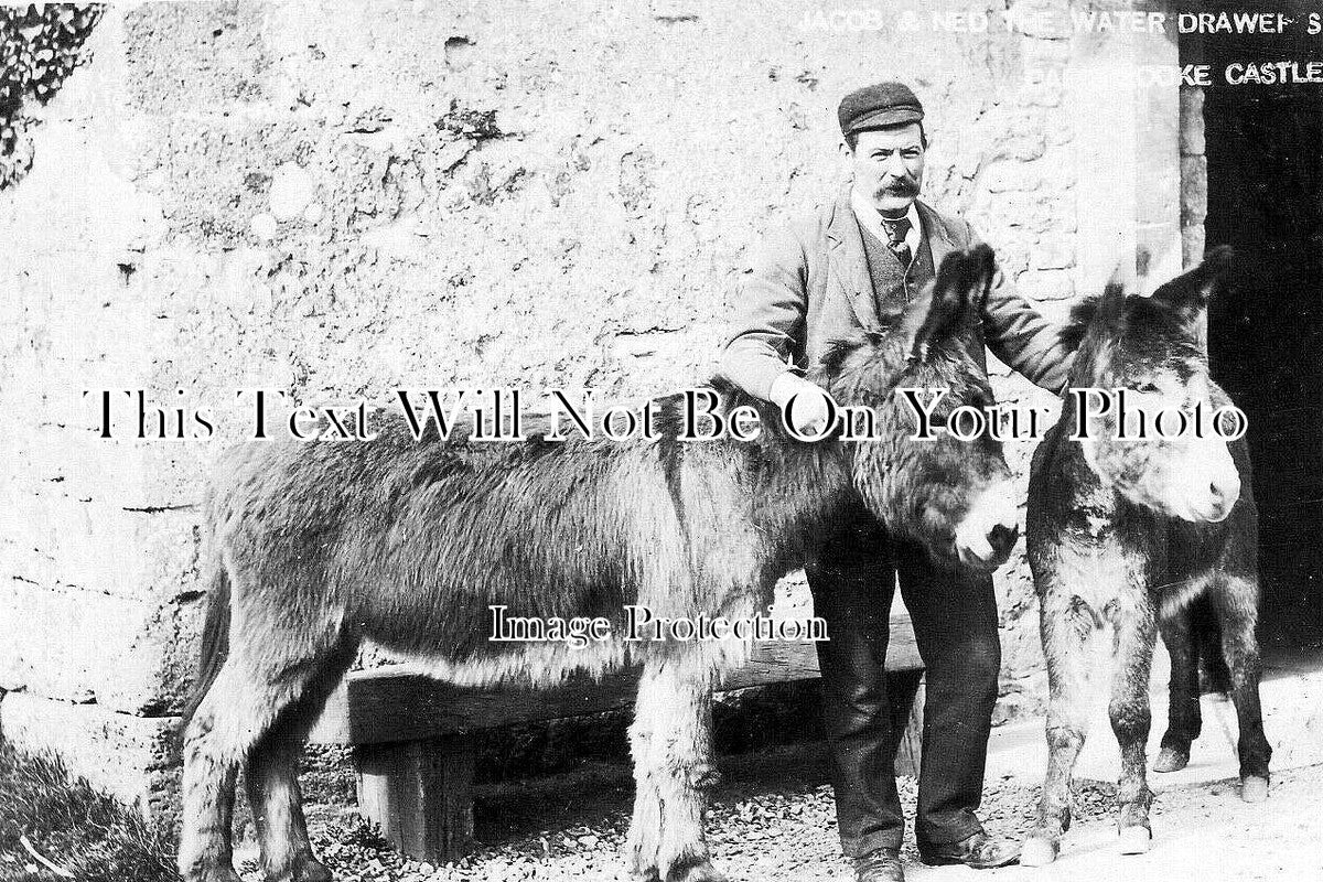 IO 1130 - Jacob & Ned Water Donkeys, Carisbrooke Castle, Isle Of Wight