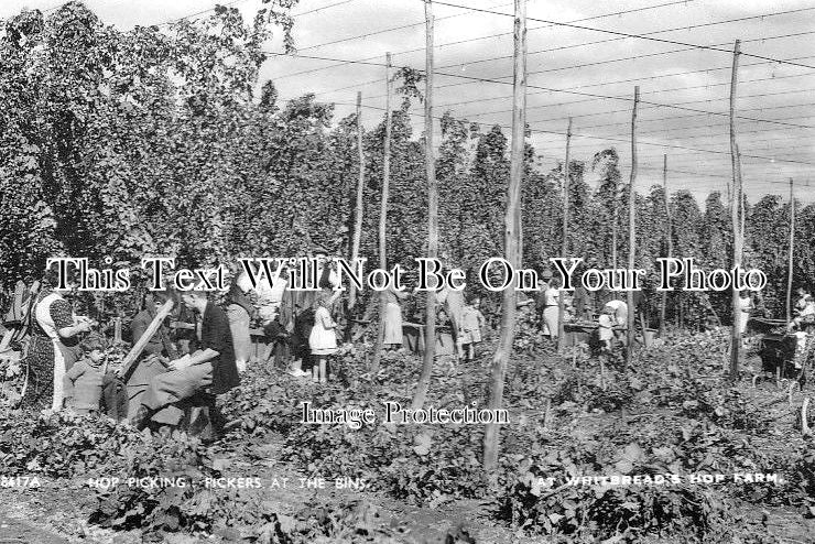 KE 1086 - Hop Picking Pickers At The Bins, Whitbread Farm, Kent c1945 ...