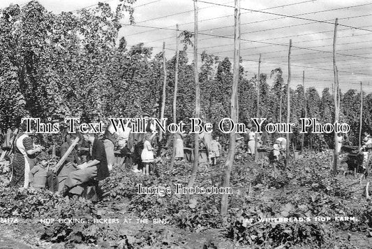 KE 1086 - Hop Picking Pickers At The Bins, Whitbread Farm, Kent c1945