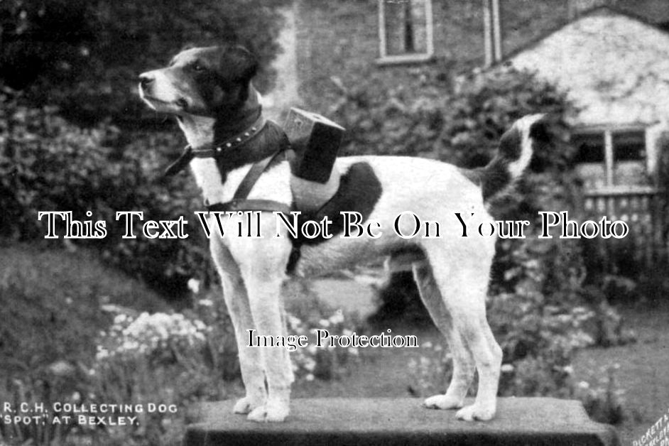 KE 1095 - Royal Childrens Hospital Collecting Dog Spot At Bexley, Kent c1910