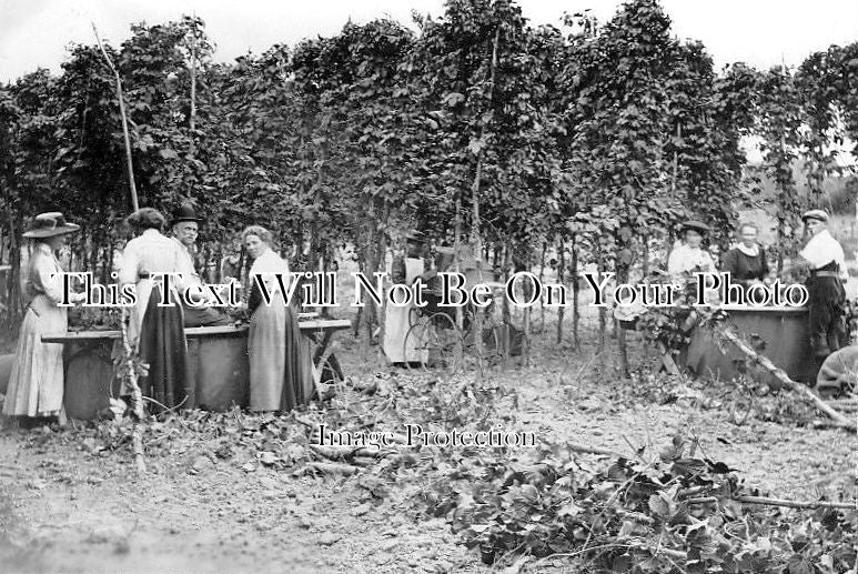 KE 1152 - At The Bine, Hop Picking, Kent c1916