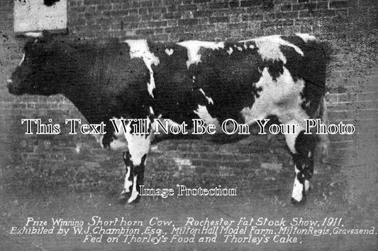 KE 1193 - Milton Regis, Gravesend Champion Cow, Rochester Fat Stock Show, Kent