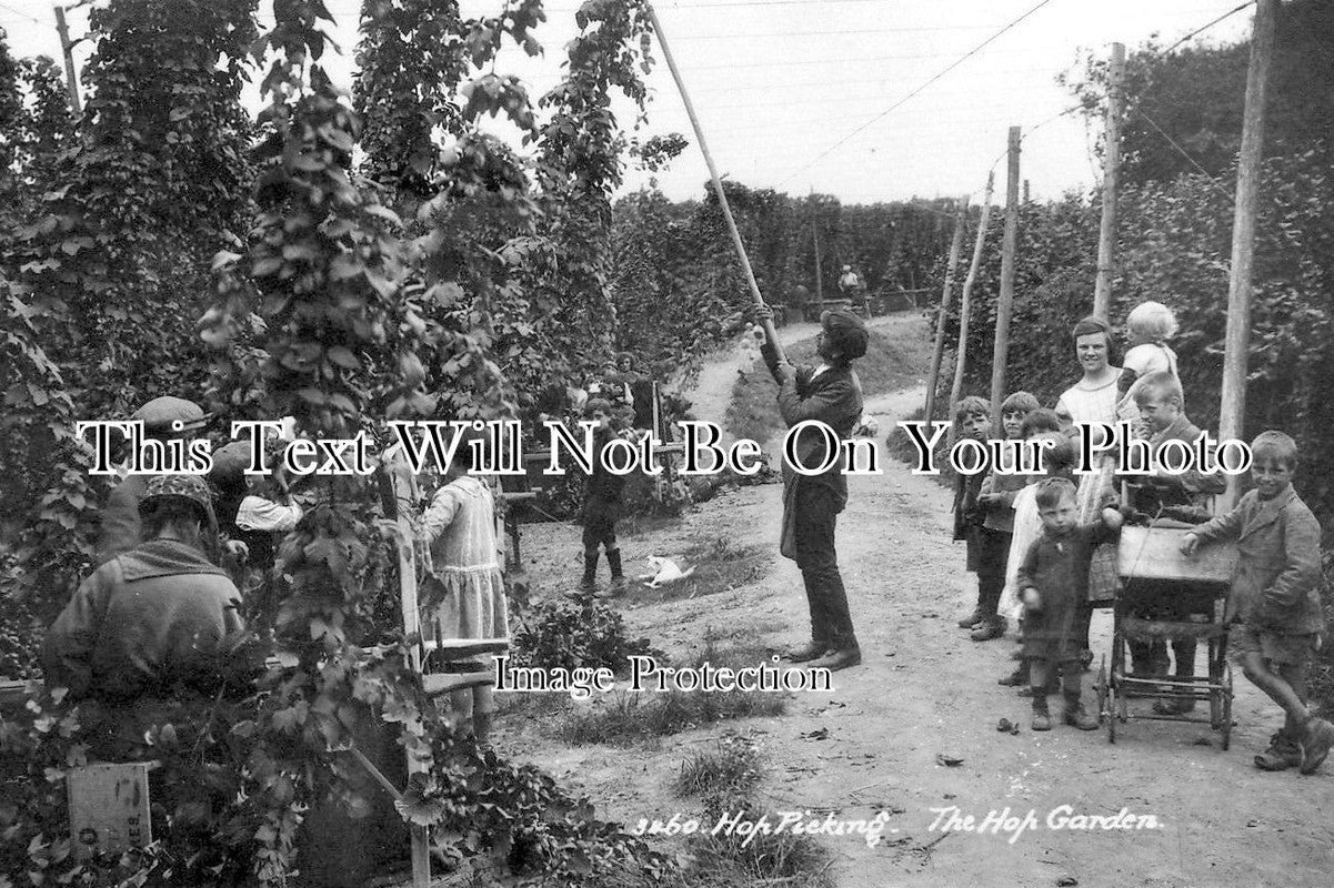 KE 1295 - The Hop Garden, Kent