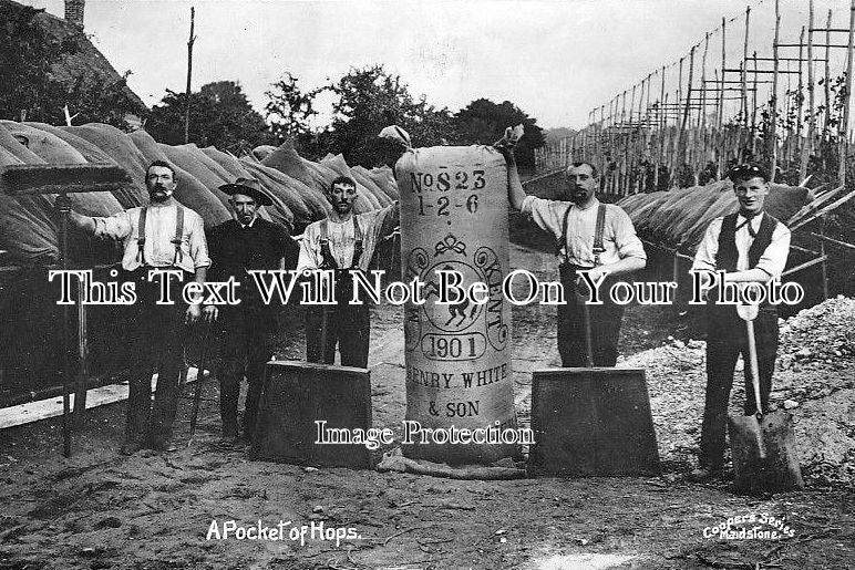 KE 1304 - A Pocket Of Hops, Henry White & Son, East Farleigh, Kent