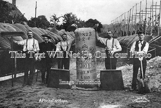 KE 1304 - A Pocket Of Hops, Henry White & Son, East Farleigh, Kent