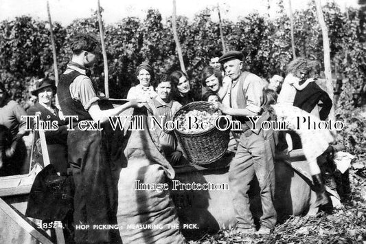 KE 1366 - Measuring The Pick, Hop Picking, Kent