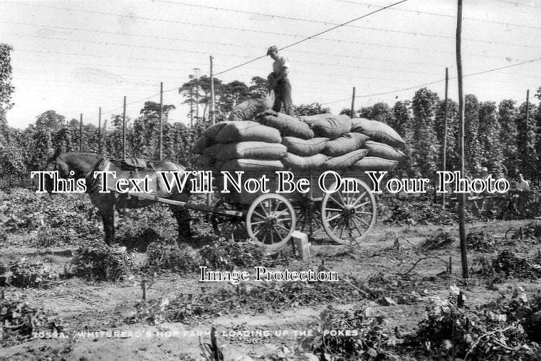 KE 1535 - Hop Picking, Whitbread Farm, Loading Up The Pokes, Kent c1945