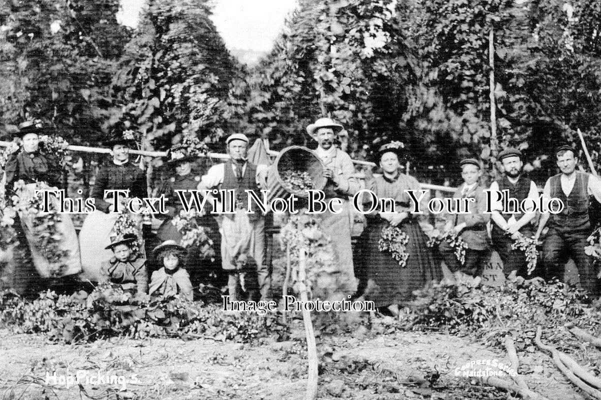 KE 1826 - Hop Picking, Maidstone, Kent