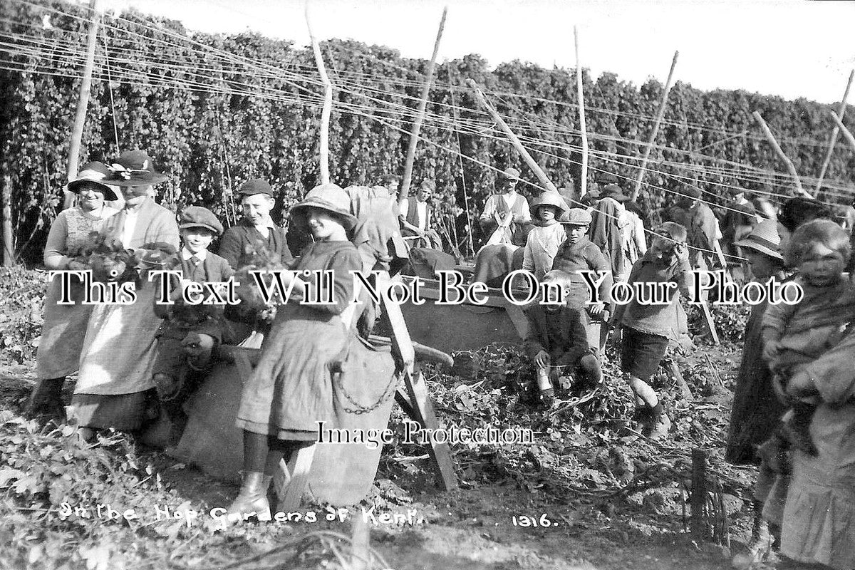 KE 1839 - In The Hop Gardens Of Kent, West Farleigh