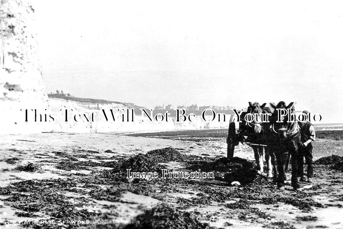 KE 2037 - Gathering Seaweed, Broadstairs, Kent