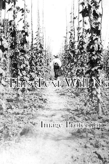 KE 2472 - Hop Gardens, Edenbridge, Kent c1906