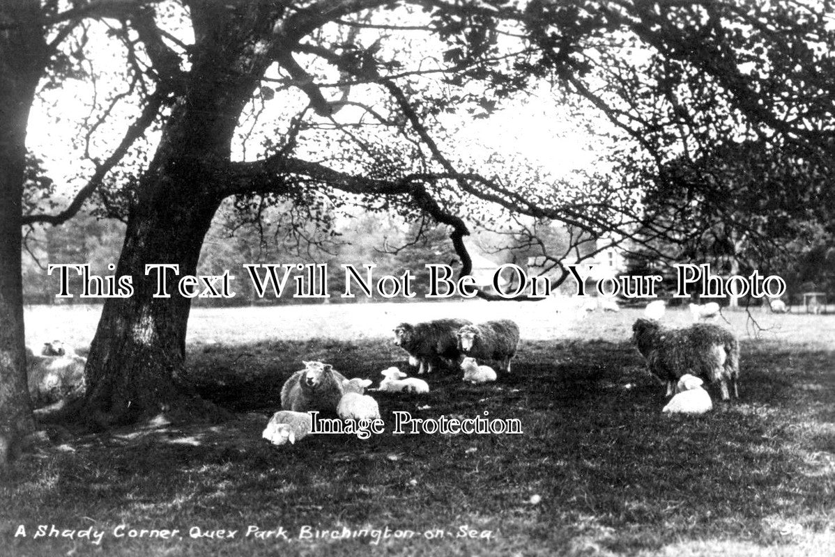 KE 2483 - Shady Corner, Quex Park, Sheep, Birchington On Sea, Kent