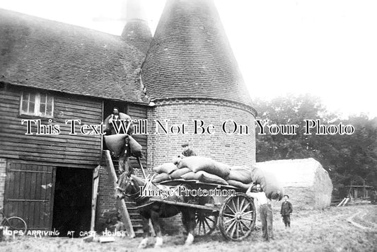 KE 2728 - Hops Arriving At Oast House, Hop Picking, Kent