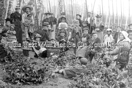 KE 2969 - London Hop Pickers, Faversham, Kent c1904