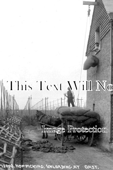 KE 3736 - Hop Picking, Unloading At Oast, Kent c1921
