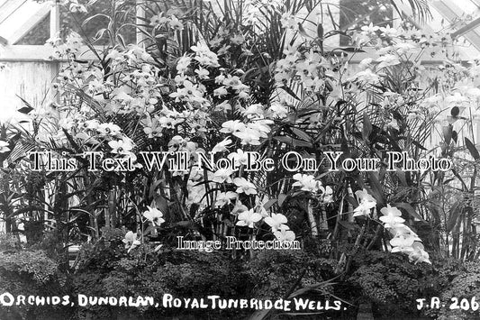 KE 4264 - Orchids Dunorlan, Royal Tunbridge Wells, Kent