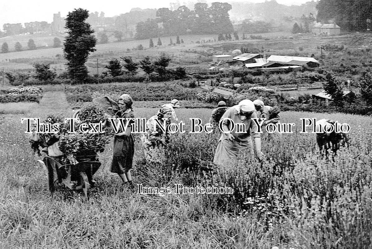 KE 4282 - Lavender Picking, Sevenoaks Area, Kent