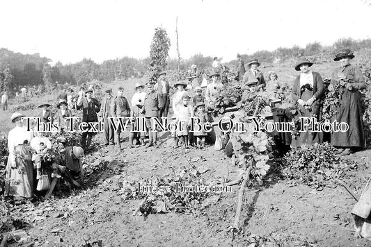 KE 4283 - Hop Picking Near Hawkhurst, Kent
