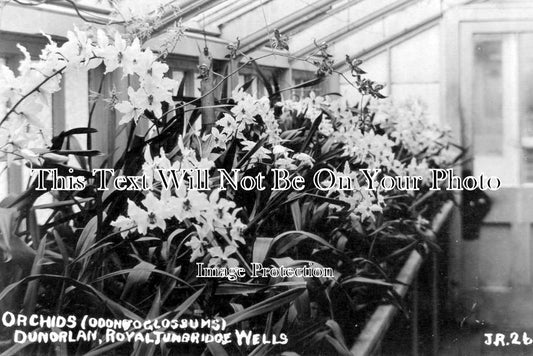 KE 4419 - Orchids, Dunorlan, Royal Tunbridge Wells, Kent