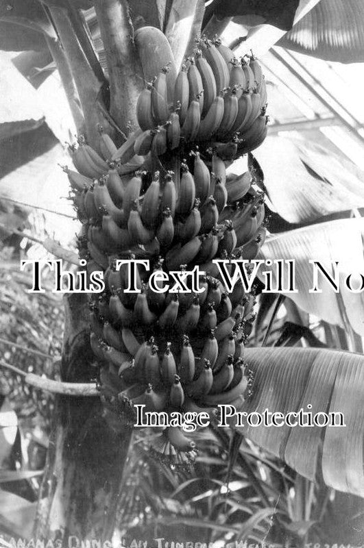 KE 4424 - Bananas, Dunorlan, Tunbridge Wells, Kent
